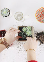 Load image into Gallery viewer, LIVE Unique Succulents Collection - Pack of 12 - Ships Alone
