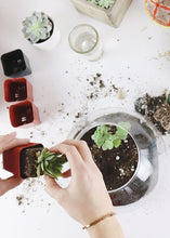 Load image into Gallery viewer, LIVE Unique Succulents Collection - Pack of 20 - Ships Alone

