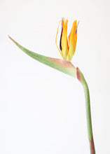 Load image into Gallery viewer, Large Bird of Paradise Artificial Flower in Orange - 32&quot; Tall
