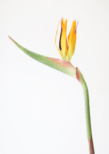 Large Bird of Paradise Artificial Flower in Orange - 32" Tall