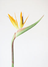 Load image into Gallery viewer, Large Bird of Paradise Artificial Flower in Orange - 32&quot; Tall
