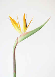 Large Bird of Paradise Artificial Flower in Orange - 32" Tall