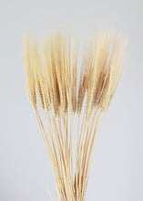 Load image into Gallery viewer, Natural Triticum Wheat  Bundle

