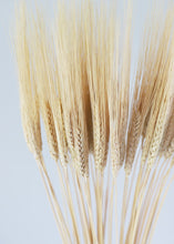 Load image into Gallery viewer, Natural Triticum Wheat  Bundle
