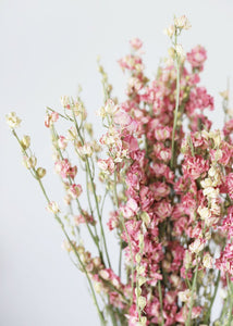Dried Pink Larkspur