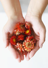 Load image into Gallery viewer, Dried Strawflower Heads in Apricot
