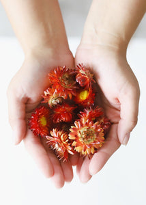 Dried Strawflower Heads in Apricot
