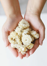 Load image into Gallery viewer, Natural Strawflower Heads in White
