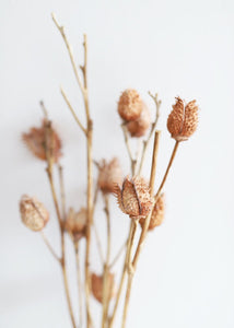 Dried Thornapple Seed Pods