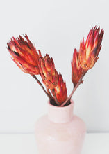 Load image into Gallery viewer, Pack of 6 - Dried Flower Protea Repens in Red Orange
