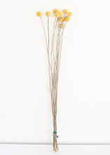 Load image into Gallery viewer, Pack of 10 - Dried Billy Buttons - Craspedia in Natural Yellow
