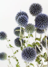 Load image into Gallery viewer, Dried Floral Coastal Echinops Globe Thistle in Blue Green
