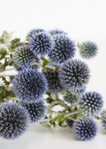 Dried Floral Coastal Echinops Globe Thistle in Blue Green