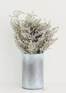 Dried German Statice