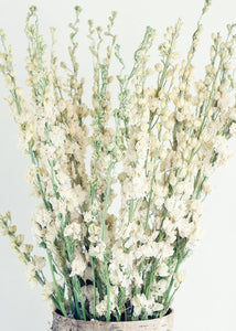 Dried White Larkspur Flowers For Sale - White Dried delphinium