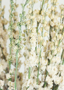 Dried White Larkspur Flowers For Sale - White Dried delphinium