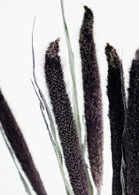 Load image into Gallery viewer, Dried Purple Majesty Millet
