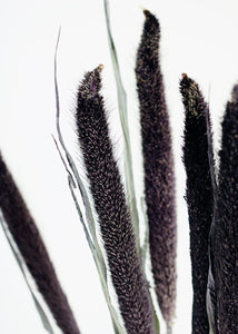 Dried Purple Majesty Millet