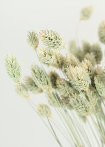 Dried Phalaris Grass