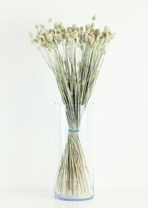 Dried Phalaris Grass