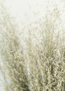 Dried Indian Rice Grass