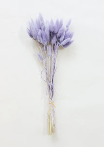 Dried Bunny Tail in Lavender