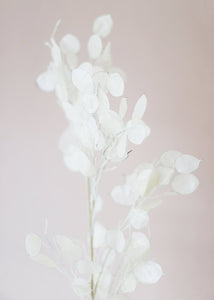 Artificial Lunaria Silver Dollar Coastal Flower Branch - 40"