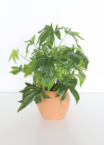 Fake Cannabis Leaf Marijuana Plant