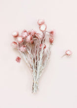 Load image into Gallery viewer, Dried Mini Silver Daisy in Mauve
