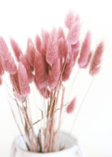 Load image into Gallery viewer, Dried Bunny Tail Grass in Mauve Pink
