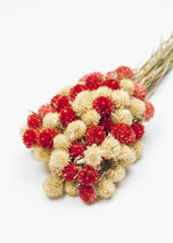Load image into Gallery viewer, Mini Globe Amaranth Dried Flower Bouquet in Red Cream - 10" Tall
