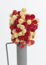 Load image into Gallery viewer, Mini Globe Amaranth Dried Flower Bouquet in Red Cream - 10" Tall
