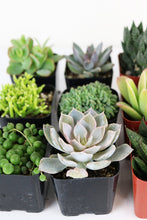 Load image into Gallery viewer, LIVE Unique Succulents Collection - Pack of 12 - Ships Alone
