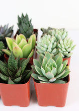 Load image into Gallery viewer, LIVE Unique Succulents Collection - Pack of 12 - Ships Alone
