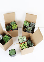 Load image into Gallery viewer, LIVE Unique Succulents Collection - Pack of 12 - Ships Alone
