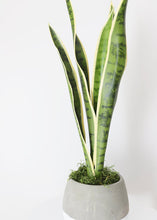 Load image into Gallery viewer, Outdoor/ Indoor Artificial Snake Plant - 24&quot;
