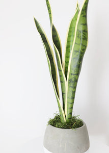 Outdoor/ Indoor Artificial Snake Plant - 24"