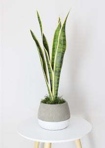 Outdoor/ Indoor Artificial Snake Plant - 24"