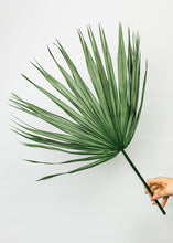 Load image into Gallery viewer, Pack of 3 - Natural Preserved Palm Leaves 30" x 17"
