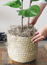 Load image into Gallery viewer, Bulk Natural Spanish Moss - 2.5 lb
