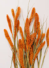 Load image into Gallery viewer, Dried Setaria Grass in Orange
