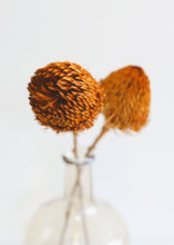 Load image into Gallery viewer, Pack of 2 - Dried Banksia in Orange

