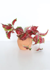 Burgundy UV Protected Outdoor Fake Coleus Plant