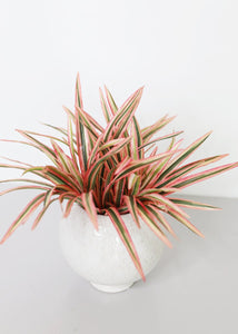 Artificial Dracaena Grass Plant in Variegated Pink - 9.5" Tall