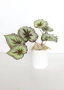 Flocked Fake Begonia Leaves in Purple Green