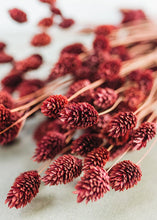 Load image into Gallery viewer, Dried Phalaris Grass in Berry Wine
