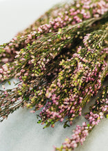 Load image into Gallery viewer, Naturally Preserved Pink Heather Flowers
