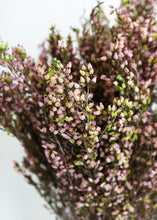 Load image into Gallery viewer, Naturally Preserved Pink Heather Flowers
