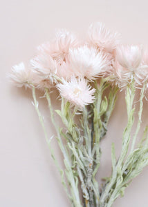 Dried Mini Silver Daisy in Pink