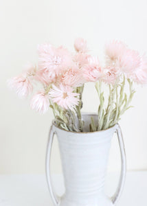 Dried Mini Silver Daisy in Pink